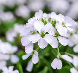 ARABIS alpina (White Rockcress)