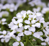 ARABIS alpina (White Rockcress)
