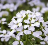 ARABIS alpina White Rockcress