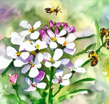 ARABIS alpina (White Rockcress)