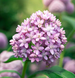 ASCLEPIAS syriaca (Common Milkweed)