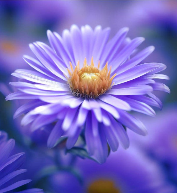 Aster