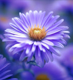 ASTER Novae-angliae New England Aster