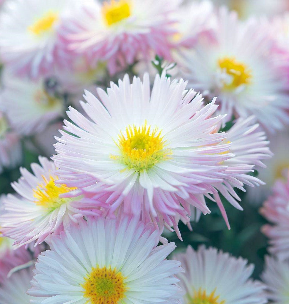 ASTER pilosus Frost Aster