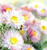 ASTER pilosus (Frost Aster)