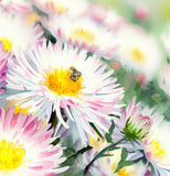 ASTER pilosus (Frost Aster)