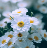 ASTER ptarmicoides (White Upland Aster)