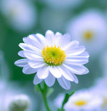 ASTER ptarmicoides (White Upland Aster)