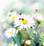 ASTER ptarmicoides (White Upland Aster)