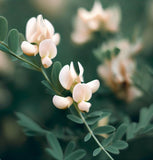 ASTRAGALUS canadensis Canadian Milkvetch