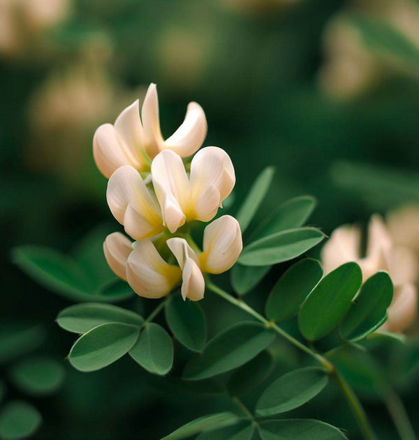 Astragalus