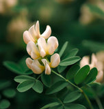 ASTRAGALUS canadensis Canadian Milkvetch