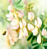 ASTRAGALUS canadensis Canadian Milkvetch