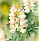 ASTRAGALUS canadensis Canadian Milkvetch