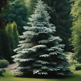 Abies alba  (Common Silver Fir, European Silver Fir)