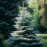 Abies alba  (Common Silver Fir, European Silver Fir)