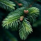 Abies alba  (Common Silver Fir, European Silver Fir)