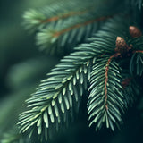 Abies alba  (Common Silver Fir, European Silver Fir)