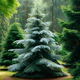 Abies amabilis (Cascade Fir, Lovely Fir, Pacific Silver Fir)