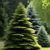 Abies amabilis (Cascade Fir, Lovely Fir, Pacific Silver Fir)