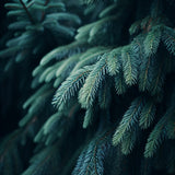 Abies amabilis (Cascade Fir, Lovely Fir, Pacific Silver Fir)