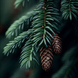 Abies amabilis (Cascade Fir, Lovely Fir, Pacific Silver Fir)