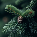 Abies amabilis (Cascade Fir, Lovely Fir, Pacific Silver Fir)