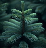 Abies balsamea (Lake State) (Balsam Fir, Canadian balsam, Eastern fir)