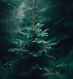 Abies balsamea (Lake State) (Balsam Fir, Canadian balsam, Eastern fir, Bracted balsam fir)