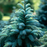 Abies balsamea 'Cook's Blue' (New Hampshire Balsam Fir, Cook's Blue Balsam Fir)