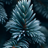 Abies balsamea 'Cook's Blue' (New Hampshire Balsam Fir, Cook's Blue Balsam Fir)