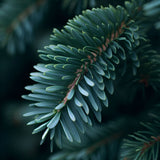 Abies balsamea 'Cook's Blue' (New Hampshire Balsam Fir, Cook's Blue Balsam Fir)