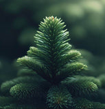 Abies bornmulleriana (Bornmuller Fir)