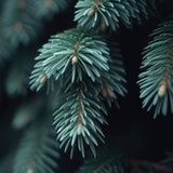 Abies fraseri (Fraser Fir) Seedlings & Transplants Available for Spring Shipping