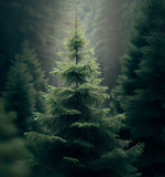 Abies nordmanniana (Nordmann Fir, Caucasian Fir)