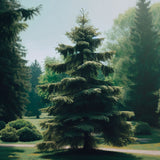 Abies numidica (Algerian Fir)