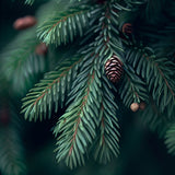 Abies numidica (Algerian Fir)