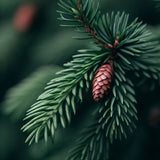 Abies numidica (Algerian Fir)