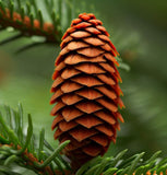 Abies phanerolepis (Bracted Balsam, Greek Fir)