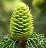 Abies phanerolepis (Bracted Balsam, Greek Fir)