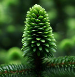 Abies phanerolepis (Bracted Balsam, Greek Fir)