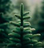 Abies pinsapo (Spanish Fir)