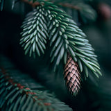 Abies procera (Christmas Tree, Noble Fir, Red Fir, White Fir)