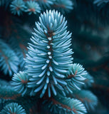 Abies procera glauca (Blue Danish fir, Blue Noble Fir)