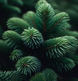 Abies sibirica (Siberian Fir)