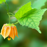 Abutilon grandifolium (Hairy Indian Mallow)