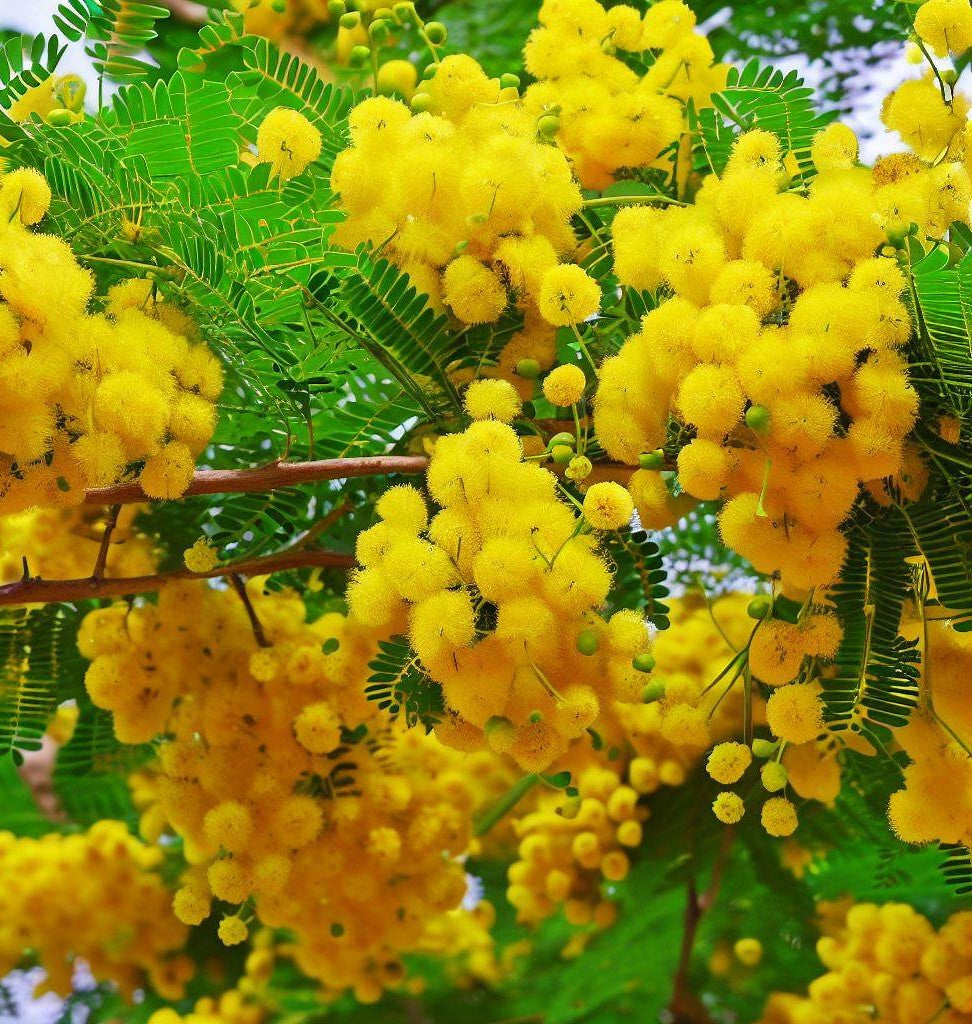 Acacia arabica (Gum Arabic Tree, Babul Tree) – MySeedsCo