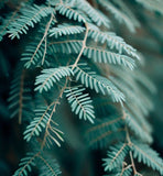 Acacia decurrens (Green Wattle Acacia)