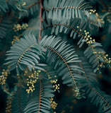 Acacia decurrens (Green Wattle Acacia)