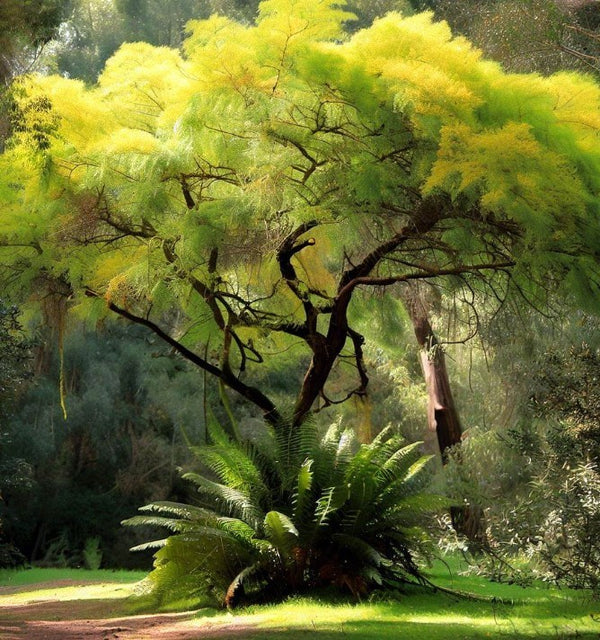 Acacia
